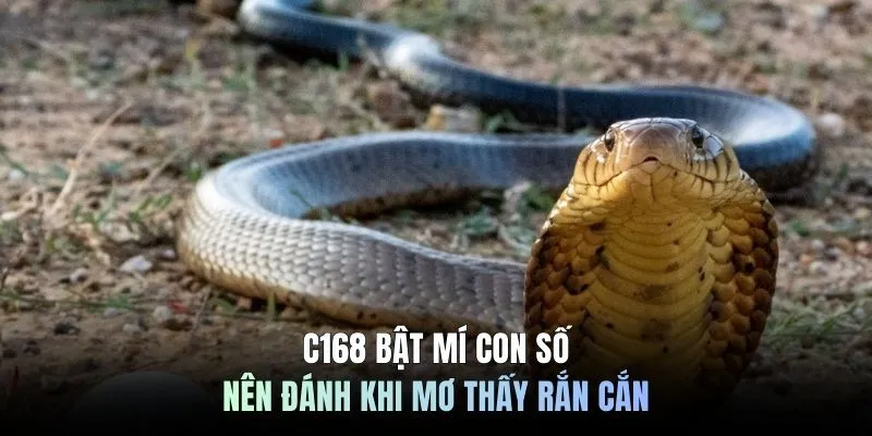 C168 bật mí con số nên đánh khi mơ thấy rắn cắn