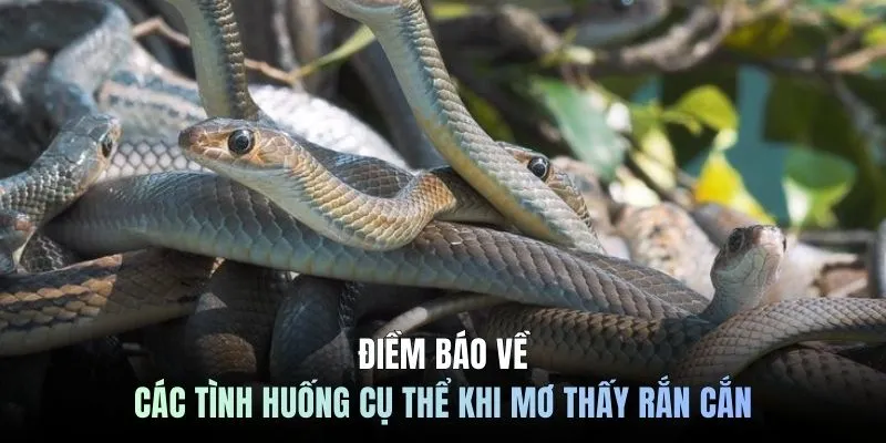 Điềm báo về các tình huống cụ thể khi mơ thấy rắn cắn