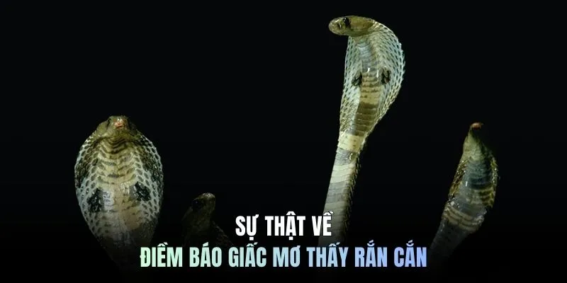 Sự thật về điềm báo giấc mơ thấy rắn cắn